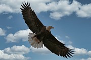 Flight Photograph by Veronica Batterson