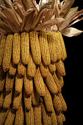 Flint Corn Photograph by Lois Bryan