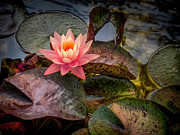 Floating Above. Photograph by Usha Peddamatham