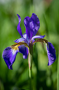 Floating Flower Photograph by Linda Bonaccorsi