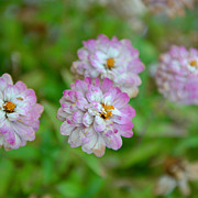 Floating Flowers Photograph by Wendy Golden