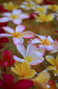 Floating Plumeria Blossoms Photograph by Travel Essayist