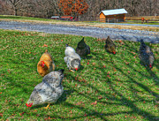Flock of Chickens Photograph by Kathi Isserman