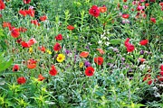 Floers Flowers Flowers Photograph by Merle Grenz Floers Flowers Flowers Photograph by Merle Grenz