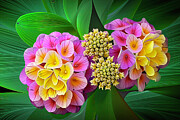 Floral Abstract 1 Digital Art by William Gunn Floral Abstract 1 Digital Art by William Gunn