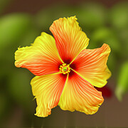 Floral Abstract 2 Digital Art by William Gunn Floral Abstract 2 Digital Art by William Gunn