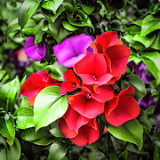 Floral Abstract 23 Digital Art by William Gunn Floral Abstract 23 Digital Art by William Gunn