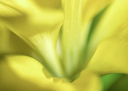 Floral Dreams Photograph by Amelia Pearn
