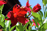 Floral Dreams Photograph by Mike Smale