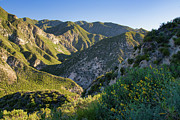 Floral Foreground for Green Mountains Photograph by Matthew DeGrushe Floral Foreground for Green Mountains Photograph by Matthew DeGrushe