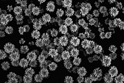 Floral Memory Photograph by Arina Gallery