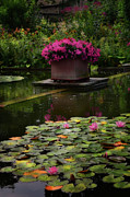 Floral Oasis Photograph by Yvonne Johnstone Floral Oasis Photograph by Yvonne Johnstone