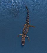 Florida Aligator 2 Photograph by Larry Marshall