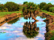 Florida Cabbage Palm Photograph by Kathi Isserman