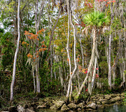 Florida Fall Colors in Crystal River Photograph by Tony Locke Florida Fall Colors in Crystal River Photograph by Tony Locke