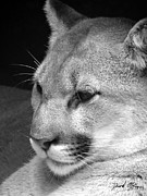 North American Cougar Photograph by David McKinney North American Cougar Photograph by David McKinney