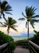 Palms at Dusk Photograph by Andrea Whitaker Palms at Dusk Photograph by Andrea Whitaker