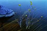 Flow of the season Photograph by Henry w Liu Flow of the season Photograph by Henry w Liu
