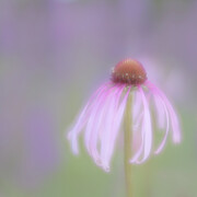 Flower Abstract Photograph by Janet Burdon
