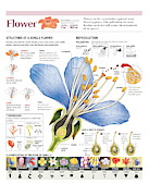 Flower Digital Art by Album