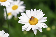 Flower and Butterly Photograph by Amelia Pearn