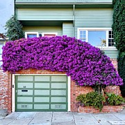 Flower Canopy Photograph by Julie Gebhardt