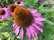 Flower Cones Photograph by Jean Wolfrum