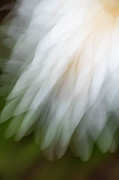 Flower Feathers Photograph by Deborah Hughes
