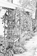 Flower Garden in Simple Gray-scale Solvang CA Photograph by Colleen Cornelius