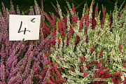 Flower Market Photograph by Lisa Chorny Flower Market Photograph by Lisa Chorny