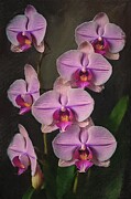 Flower painting of beautiful orchid blooms Digital Art by Vintage Wall Art