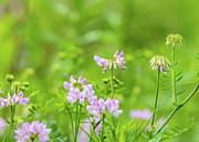 Flower Photography - Spring Field Photograph by Amelia Pearn