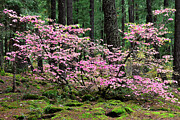 Flowering Shrub Photograph by Curt Brashear