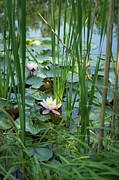 Flowering water lily and reed leaves in a lake Photograph by Adriana Mueller Flowering water lily and reed leaves in a lake Photograph by Adriana Mueller
