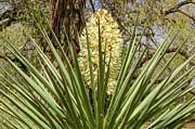 Flowering Yucca Plant Photograph by Brigitte Blanchette Thompson Flowering Yucca Plant Photograph by Brigitte Blanchette Thompson