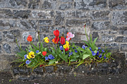 Flowers and Stone Photograph by Jill Love