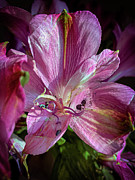 Flowers in the sun Photograph by Jim Feldman