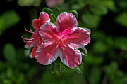Flowers of Maui Digital Art by Jerry Dalrymple