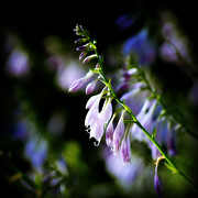 Flowers Purple and Sunlight - square Photograph by Frank J Casella