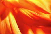 Flowing Petals Photograph by Tony Locke