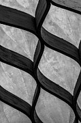 Flowing Upstream BW Photograph by Christi Kraft