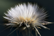 Fluffy Dandelion Photograph by Carrie Hannigan Fluffy Dandelion Photograph by Carrie Hannigan