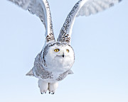 Fluffy Feets Photograph by James Overesch