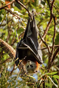 Flying Fox Photograph by Chris Cousins Flying Fox Photograph by Chris Cousins