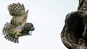 Flying in to Feed Photograph by Puttaswamy Ravishankar