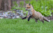 Fo kit running free Photograph by Rudy Viereckl
