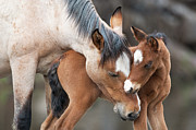 A Foal's Love Photograph by Shannon Hastings A Foal's Love Photograph by Shannon Hastings