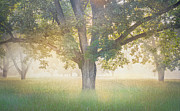 Foggy Sunrise Through The Trees Photograph by Jordan Hill