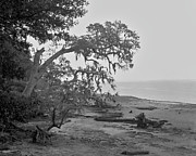 Foggy trees, Cumberland Island, 1987 Photograph by John Simmons Foggy trees, Cumberland Island, 1987 Photograph by John Simmons