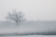 FogTree Photograph by Brook Burling